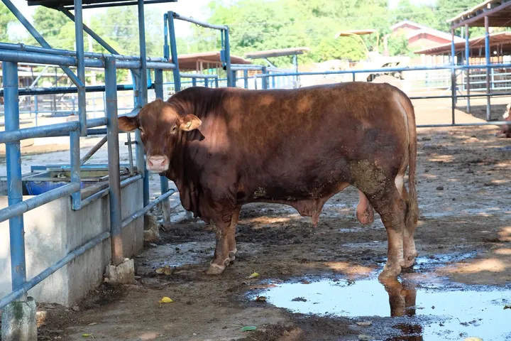 A red-coated beef bull standing in a pen in Thailand, at a seminar of the Tropical Beef Cattle Genetic Network