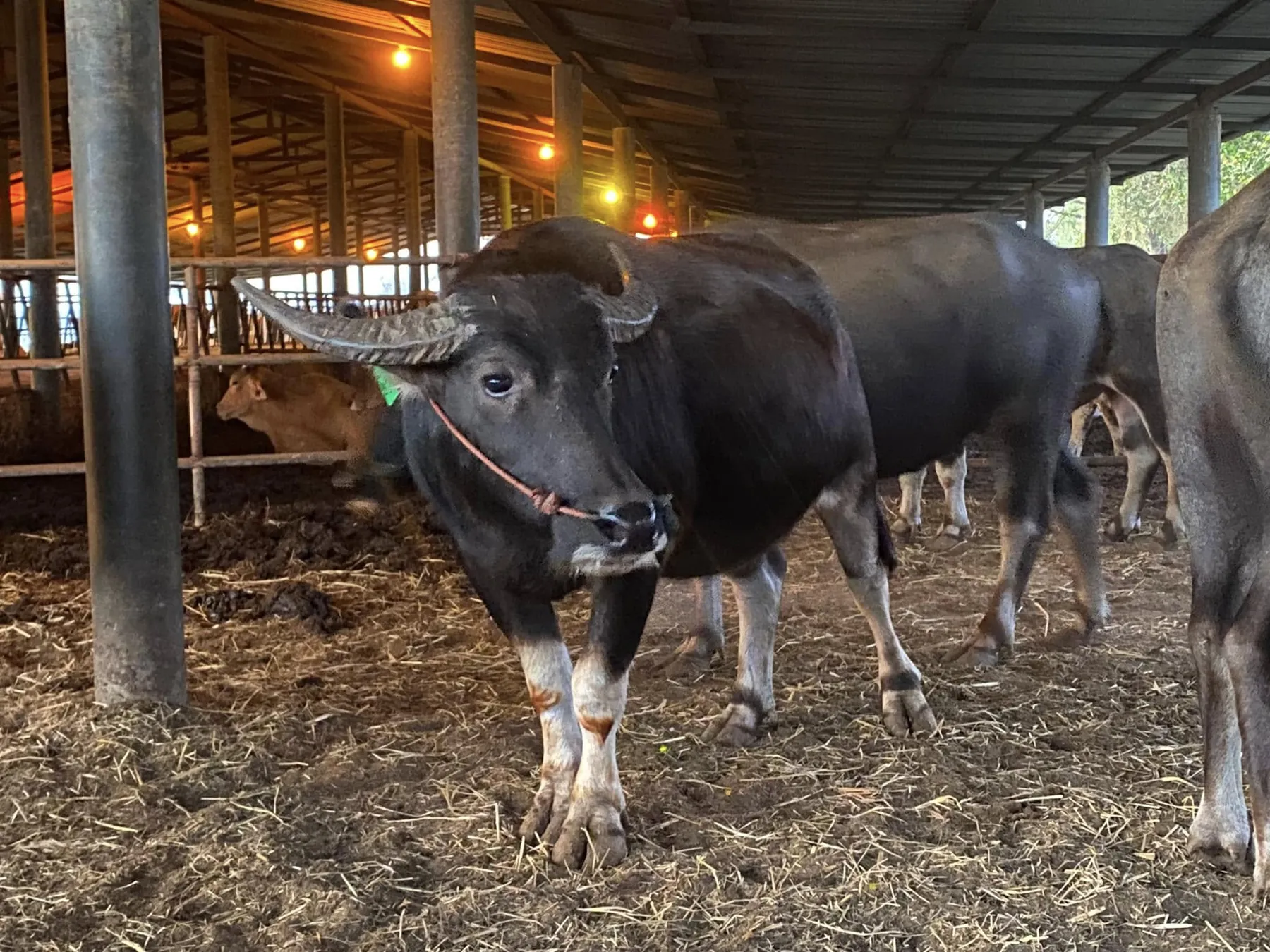 A black Thai swamp buffalo looking at the camera in a barn, with more buffaloes behind