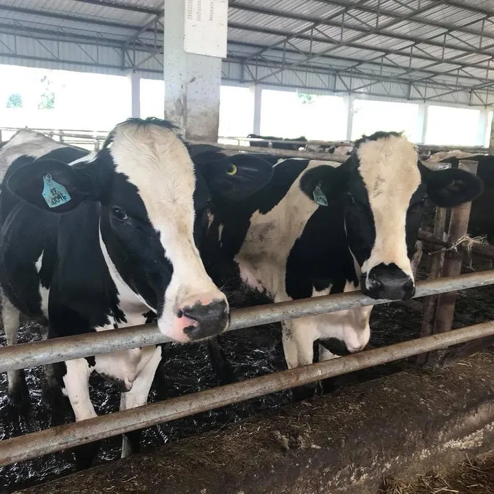 Black-and-white Holstein-type dairy cows looking up from the feed rail at a Khon Kaen Dairy Cooperative farm
