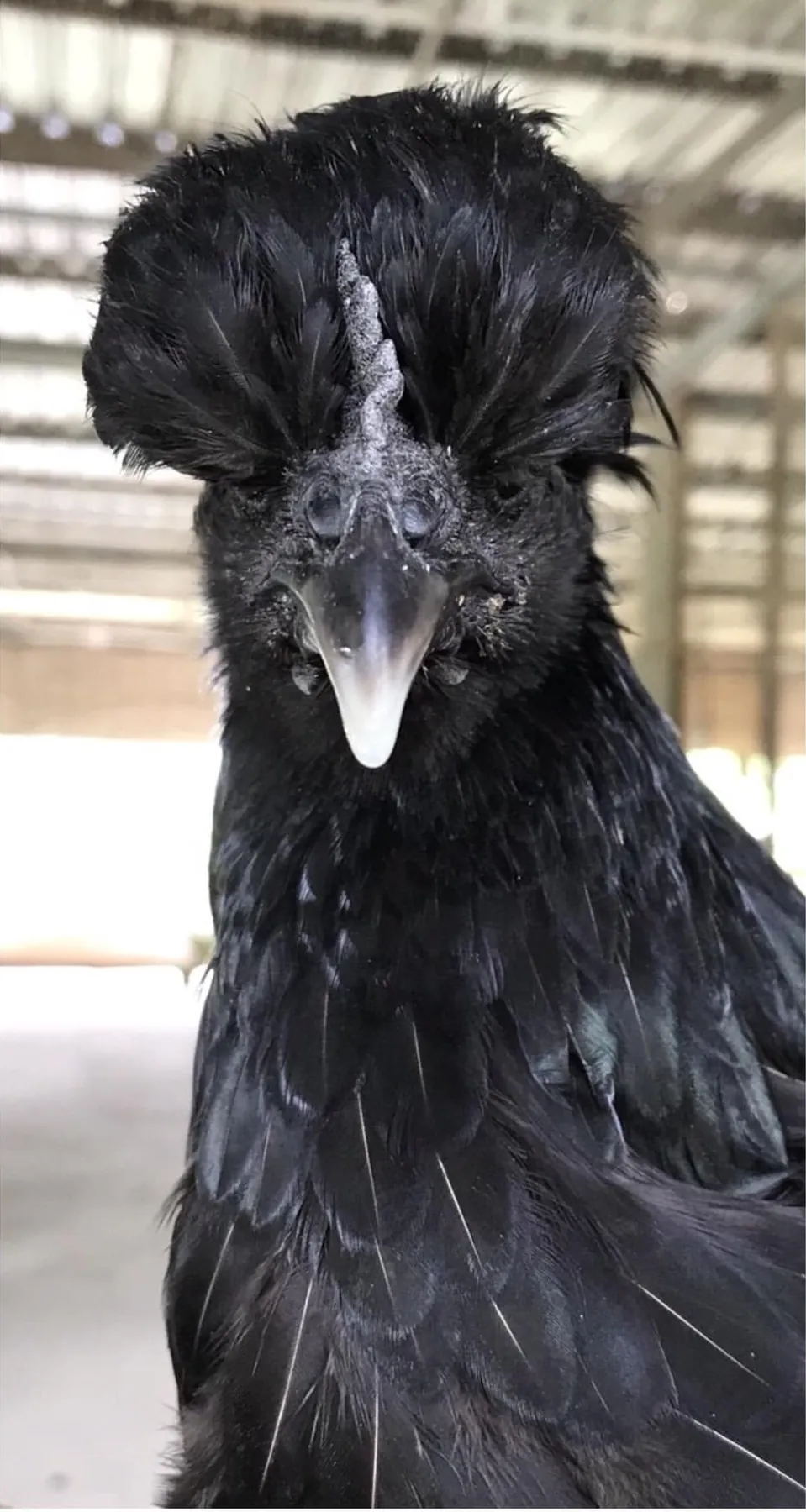 Close-up of a Kai Dam Nil Kaset (ไก่ดำนิลเกษตร) chicken, a Thai black-bone native chicken line developed at Kasetsart University's Faculty of Agriculture, with black feathers, a crest and dark skin