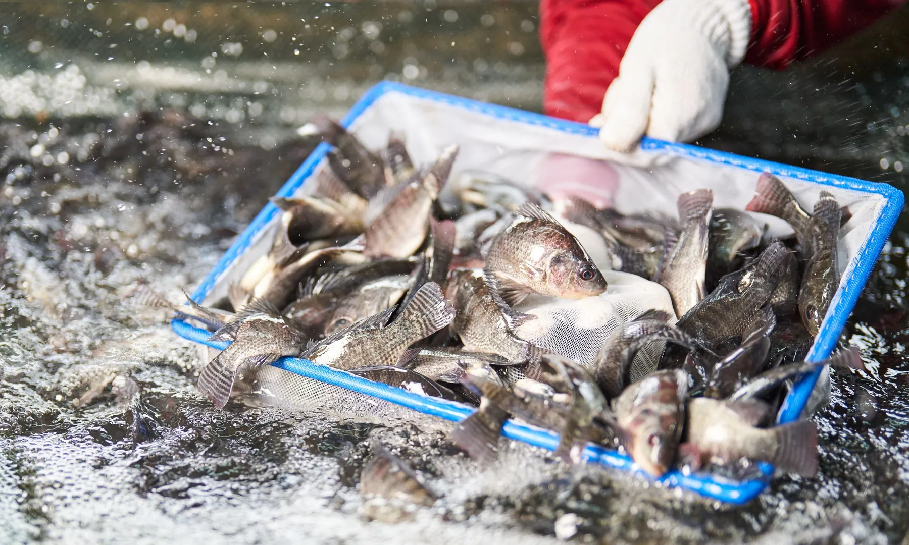 A net of SuperBlack Nile tilapia, Manit Genetics' improved line, lifted from the water in Thailand