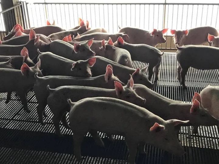 A group of young white commercial pigs in a slatted-floor pen on a farm in Nakhon Pathom